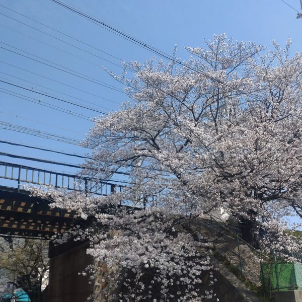 春の養生☆ 画像