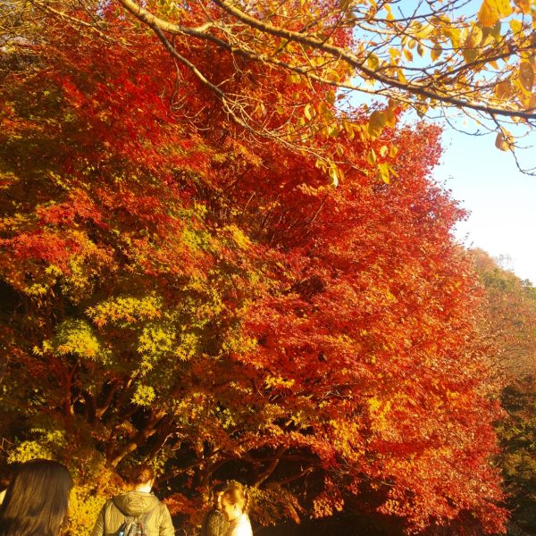 早くも12月☆ 画像